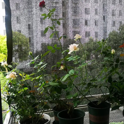30%~90% Shading Anti-UV Black HDPE Sunshade Net Greenhouse Garden Succulent Plants Cover Netting Swimming Pool Sun Shade Net